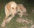 Έκκληση για τον χτυπημένο από αυτοκίνητο σκύλο που υποφέρει στο Κορωπί